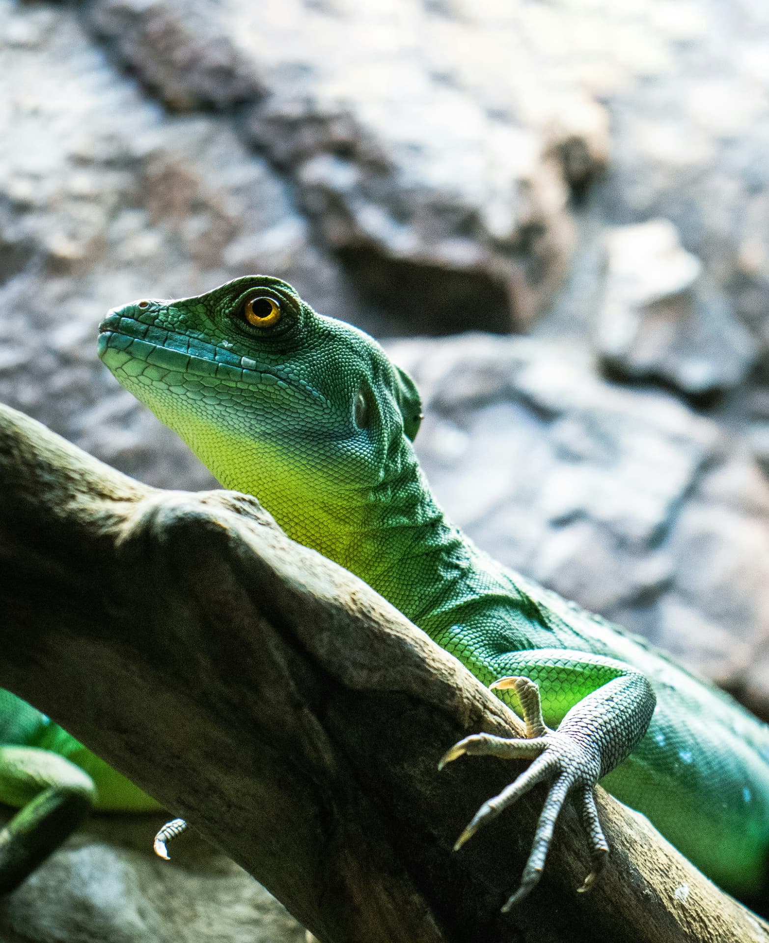 Green basilisk on a branch