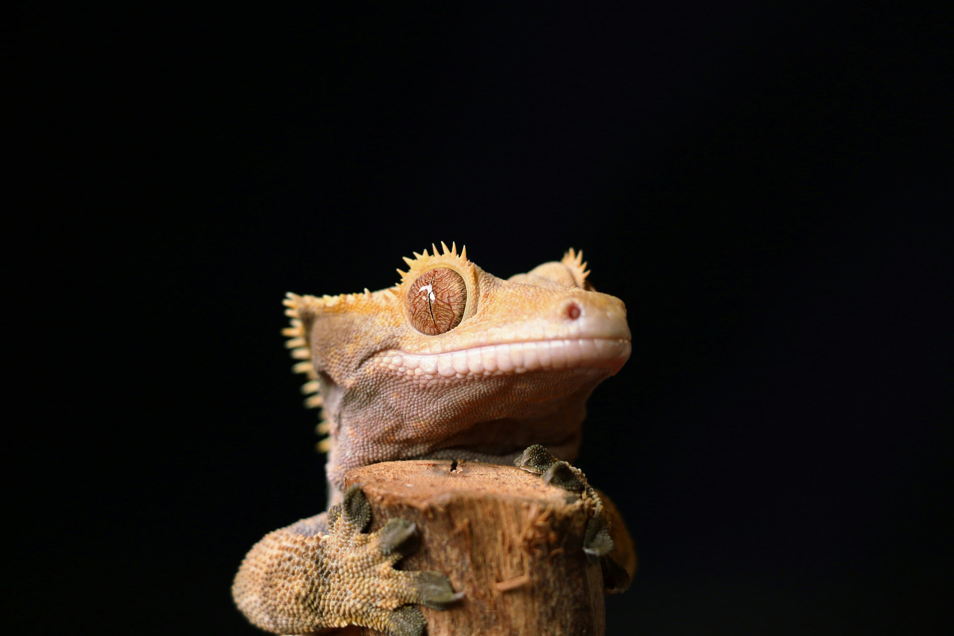 Crested gecko on a branch against black