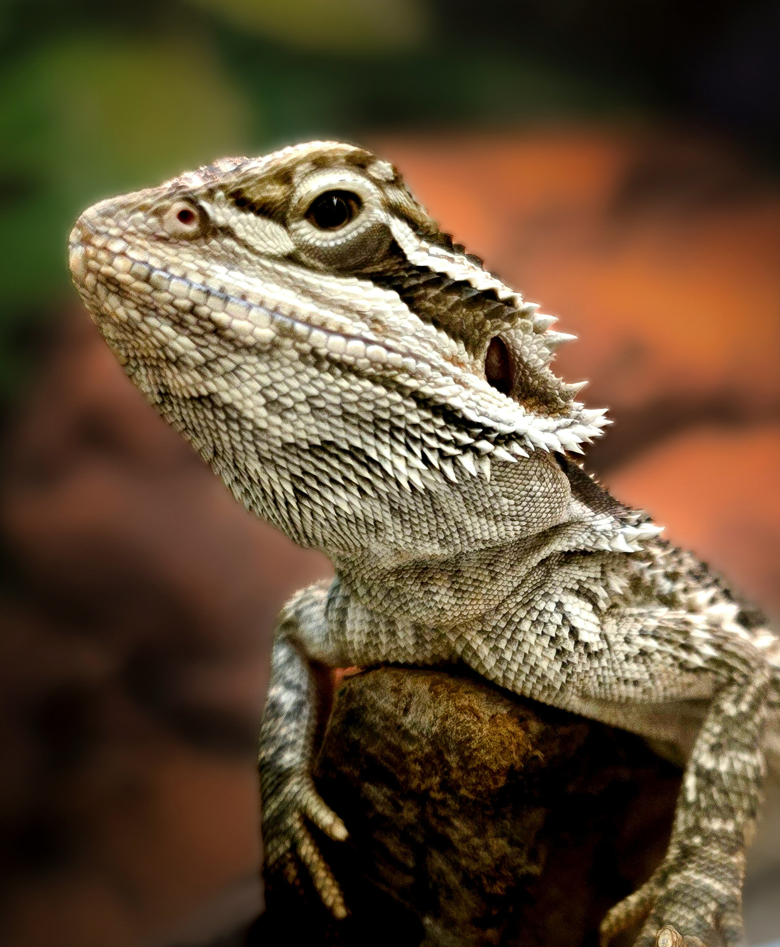 Bearded dragon basking