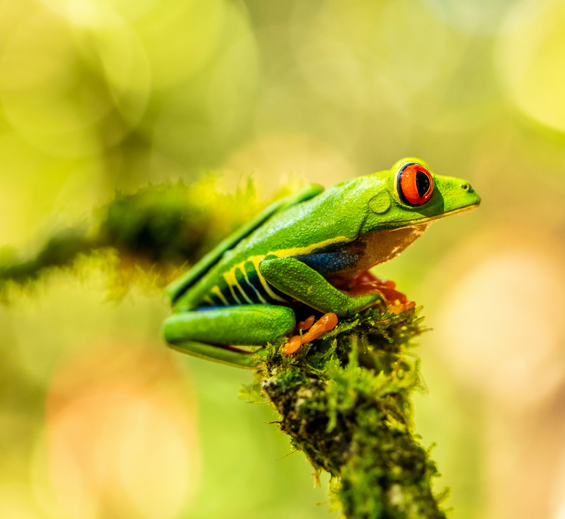 Red-eyed tree frog on moss