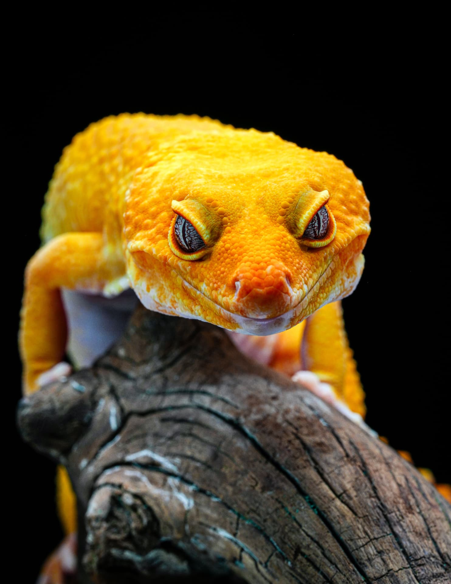 Vibrant orange and yellow leopard gecko (Eublepharis macularius) close-up on dark wood — leopard geckos for sale on Repterra Market