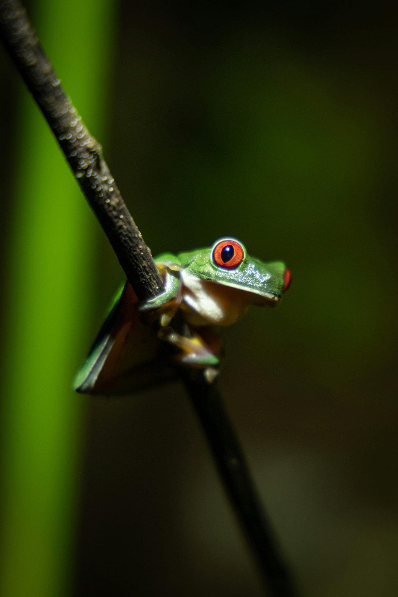 Red-eyed tree frog (Agalychnis callidryas) with bright red eyes and green skin on a branch — tree frogs for sale on Repterra Market