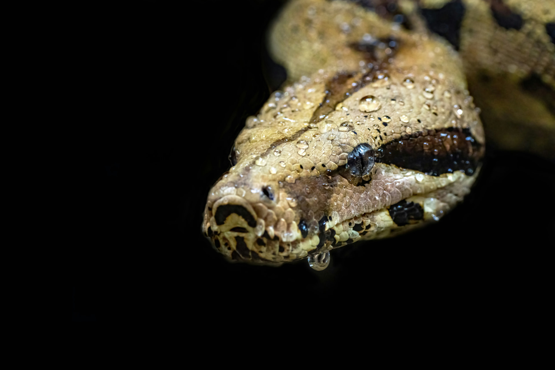 Boa constrictor head with water droplets