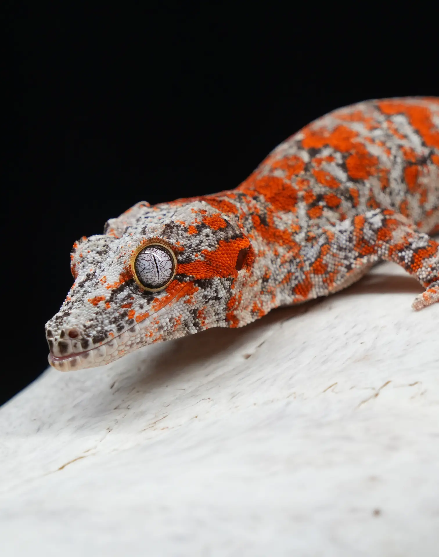 Orange and grey blotched gargoyle gecko (Rhacodactylus auriculatus) close-up — gargoyle geckos for sale on Repterra Market