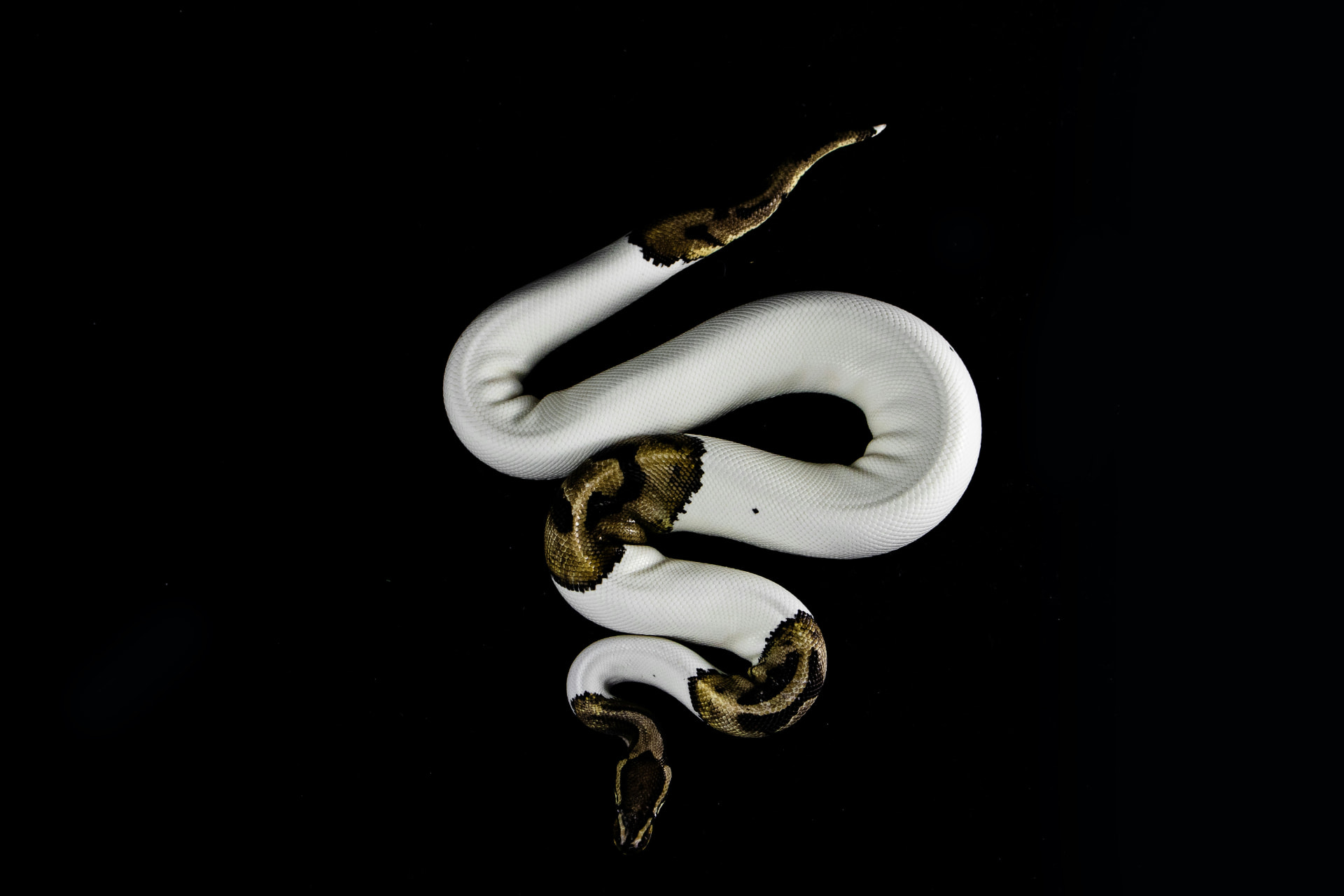 Piebald ball python (Python regius) morph with white and brown patches coiled on black — ball pythons for sale on Repterra Market