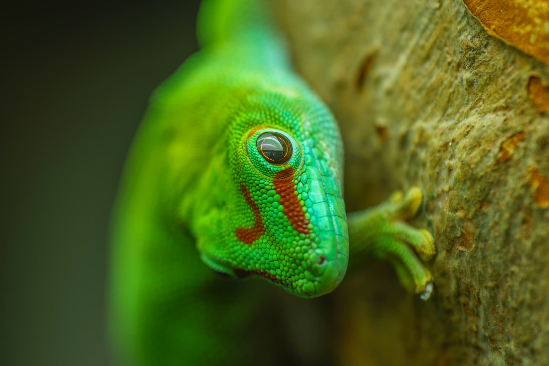 Giant day gecko on bark