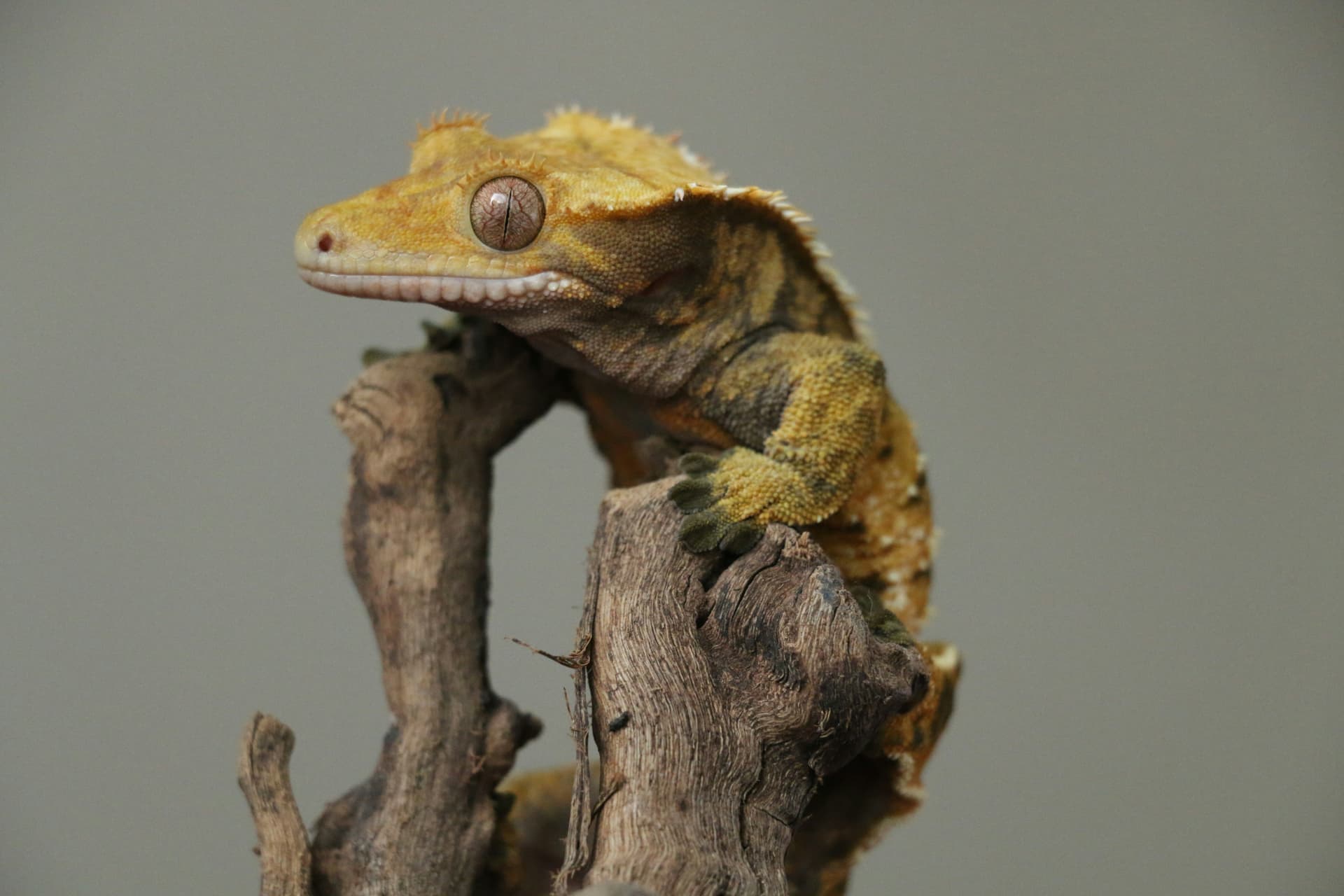 Flame crested gecko on driftwood