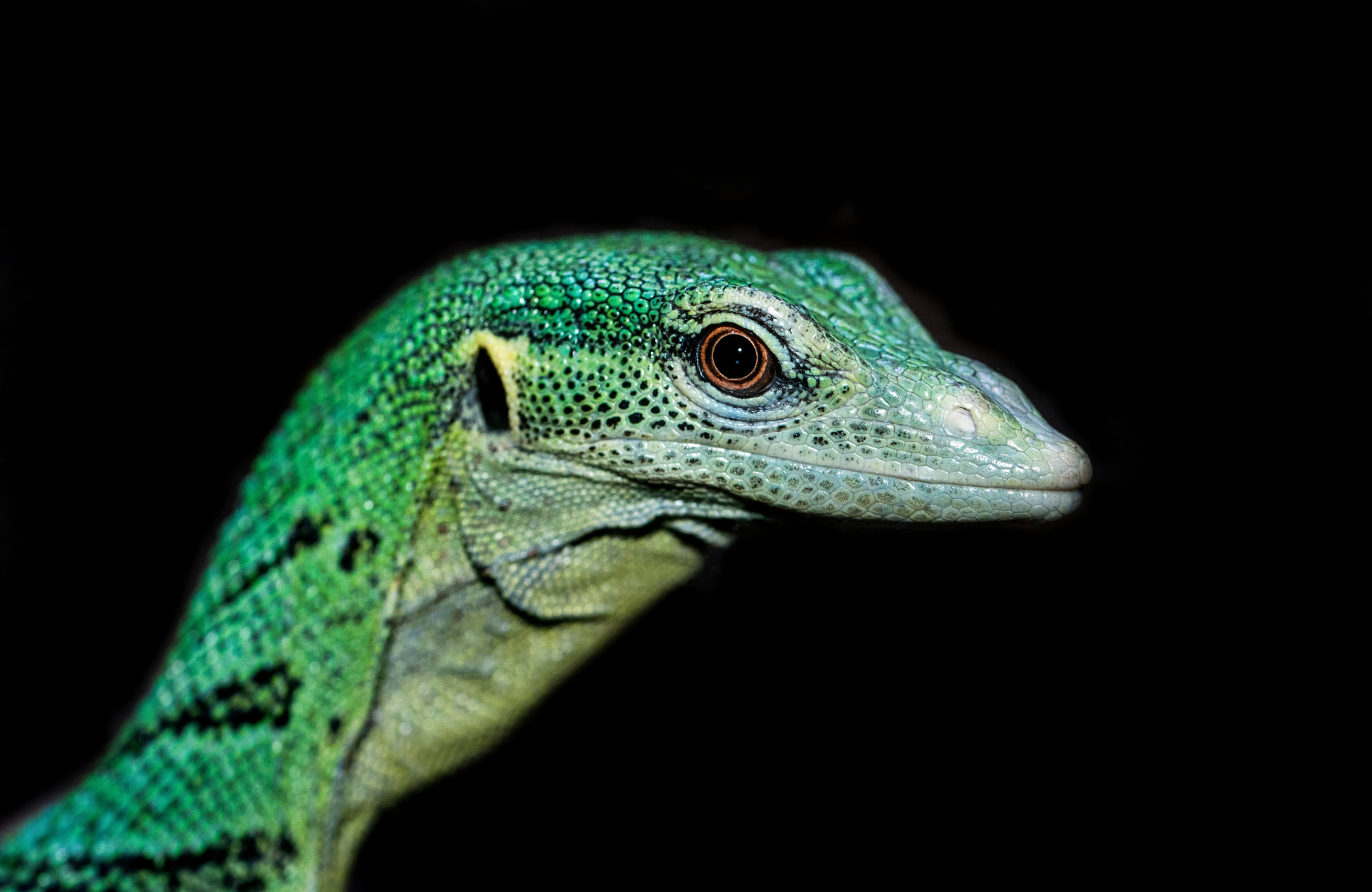 Green tree monitor portrait