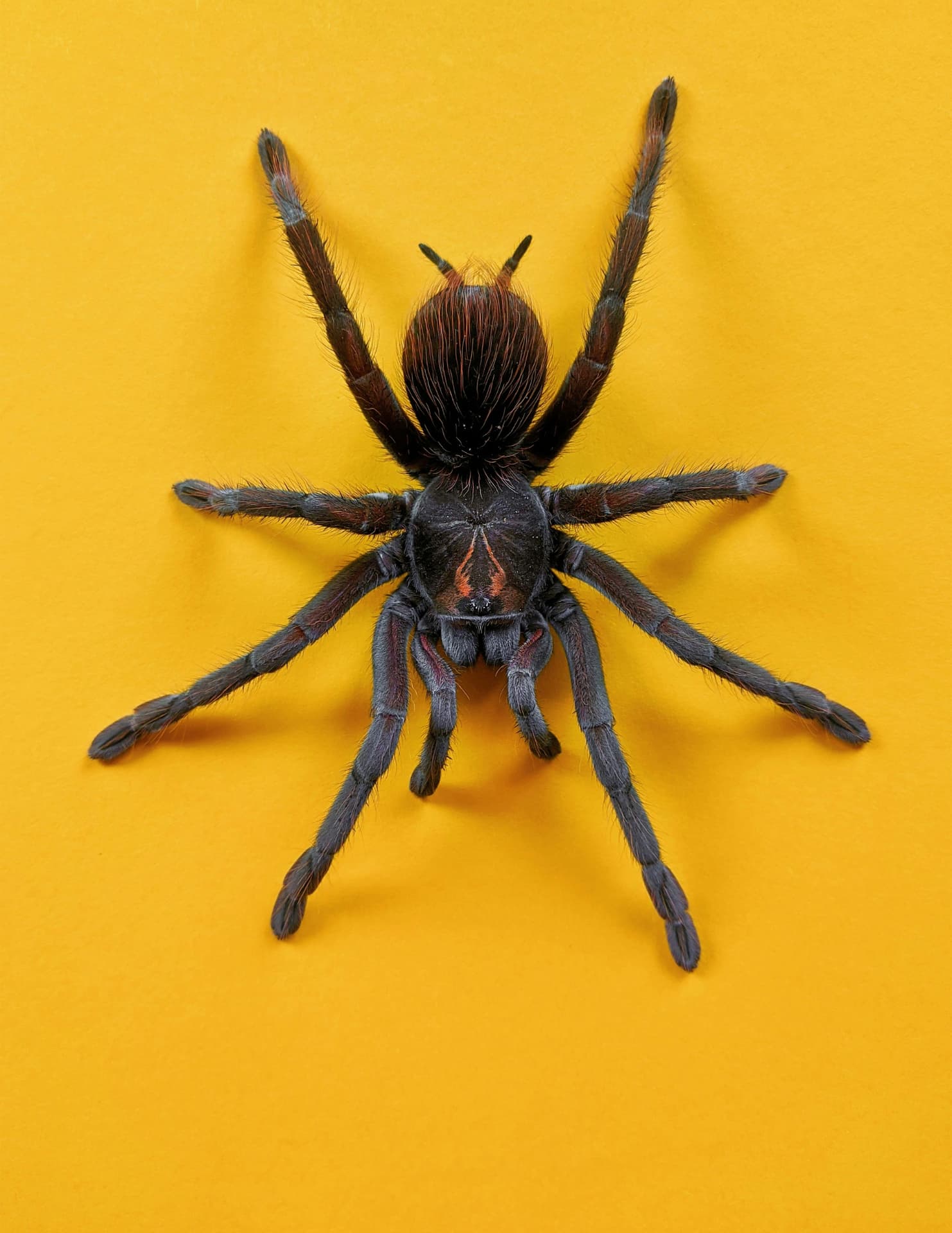 Tarantula on a yellow backdrop