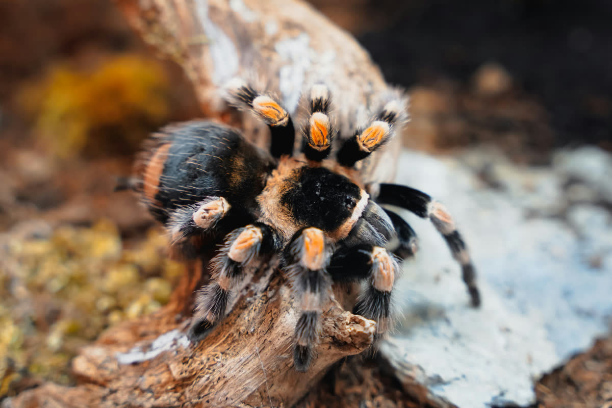 Mexican red knee tarantula (Brachypelma hamorii) on driftwood — tarantulas for sale on Repterra Market